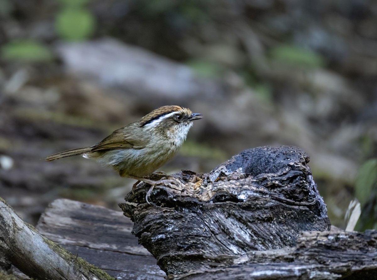 Rusty-capped Fulvetta - ML637406913