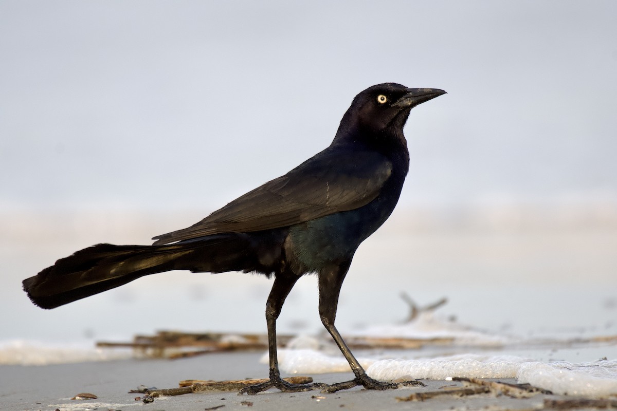 Boat-tailed Grackle - ML637406958