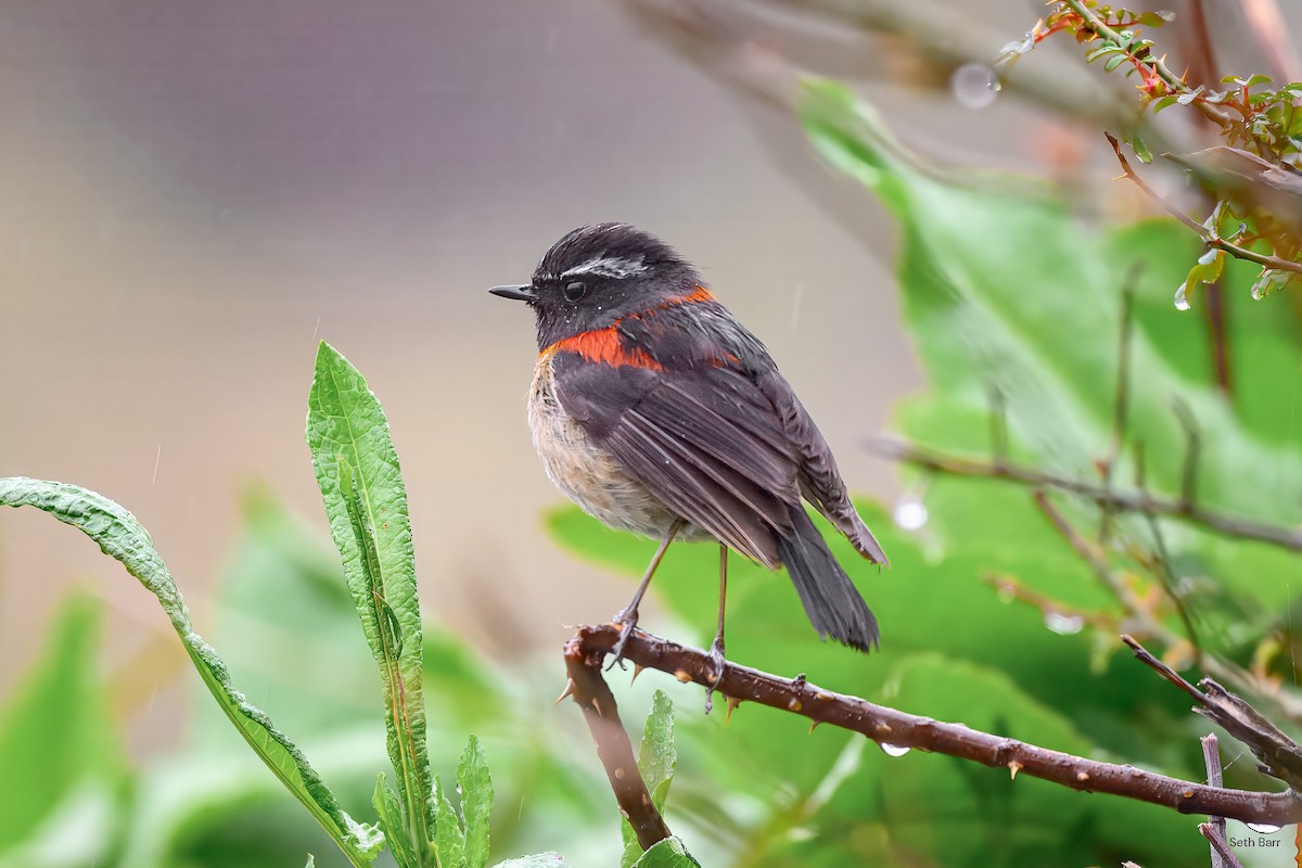 Collared Bush-Robin - ML637407037