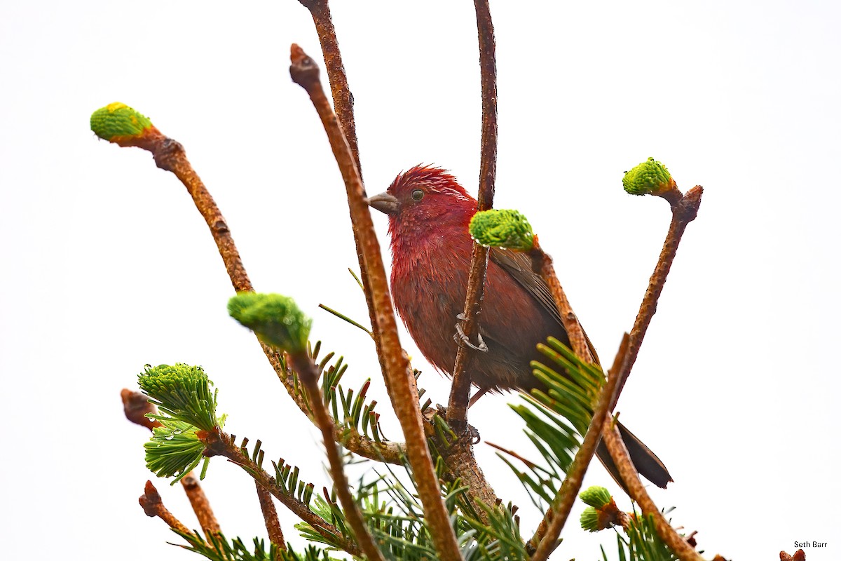 Taiwan Rosefinch - ML637407040