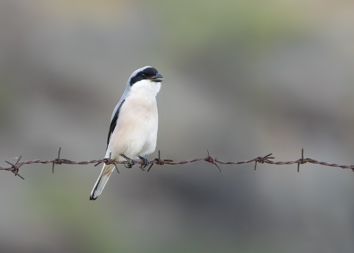 Lesser Gray Shrike - ML637407041