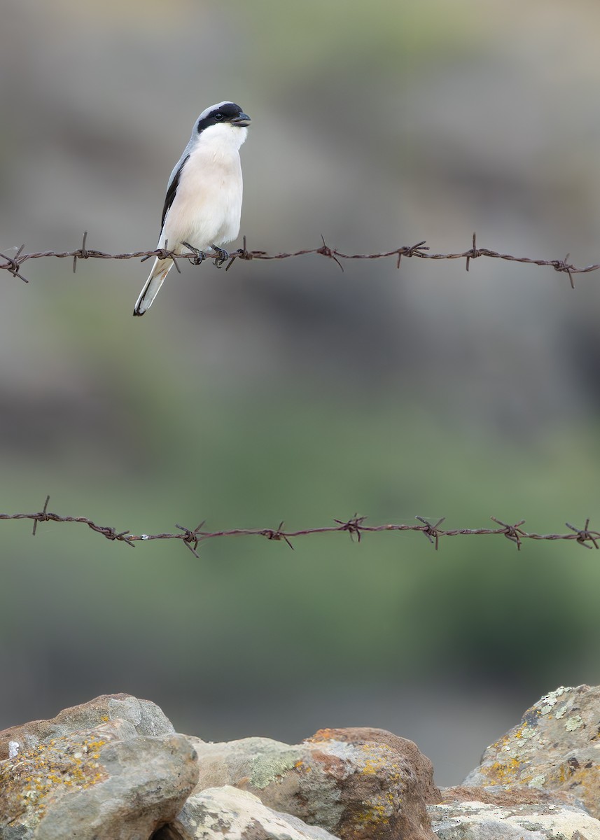 Lesser Gray Shrike - ML637407042
