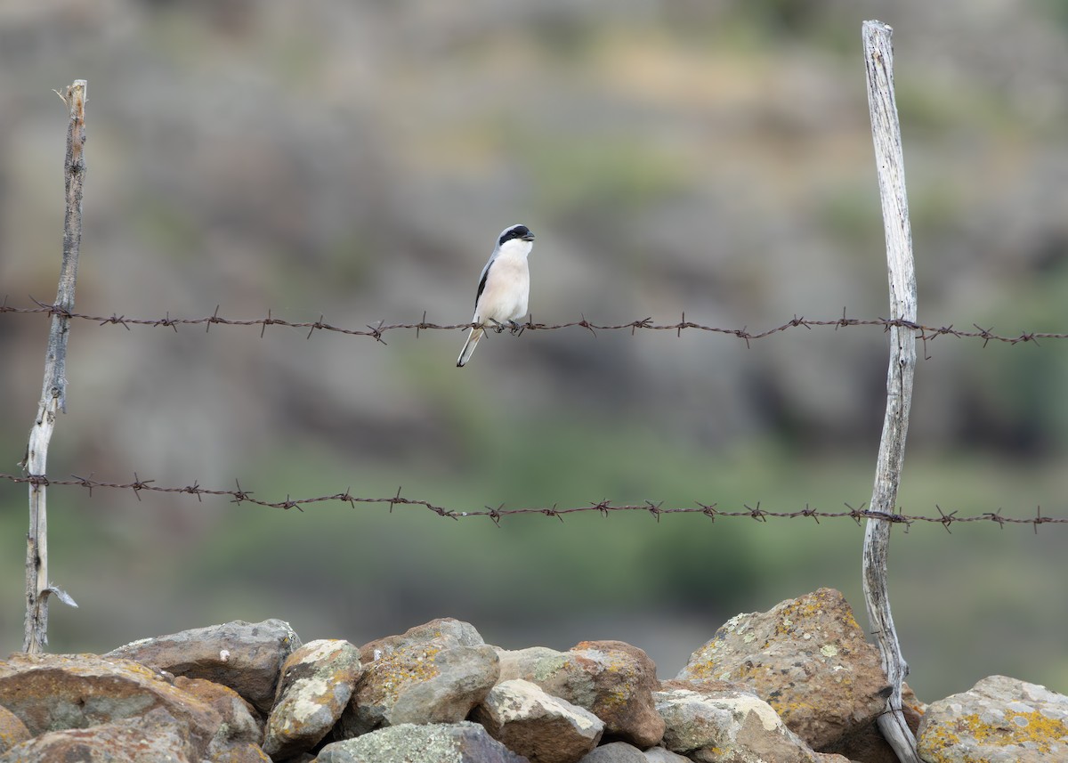 Lesser Gray Shrike - ML637407043