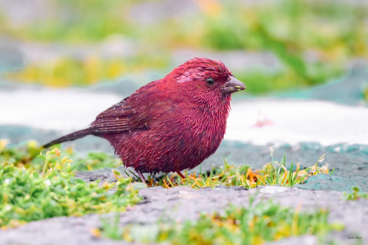 Taiwan Rosefinch - ML637407044