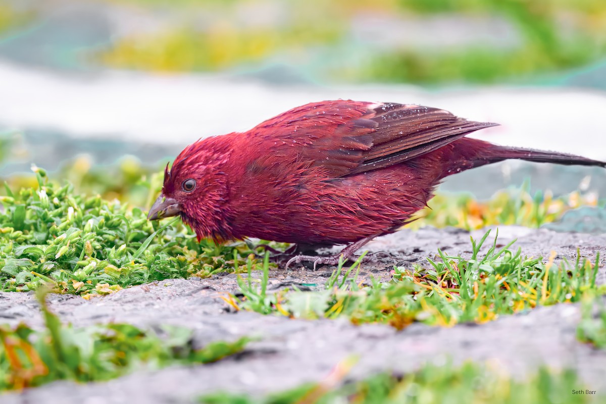 Taiwan Rosefinch - ML637407045