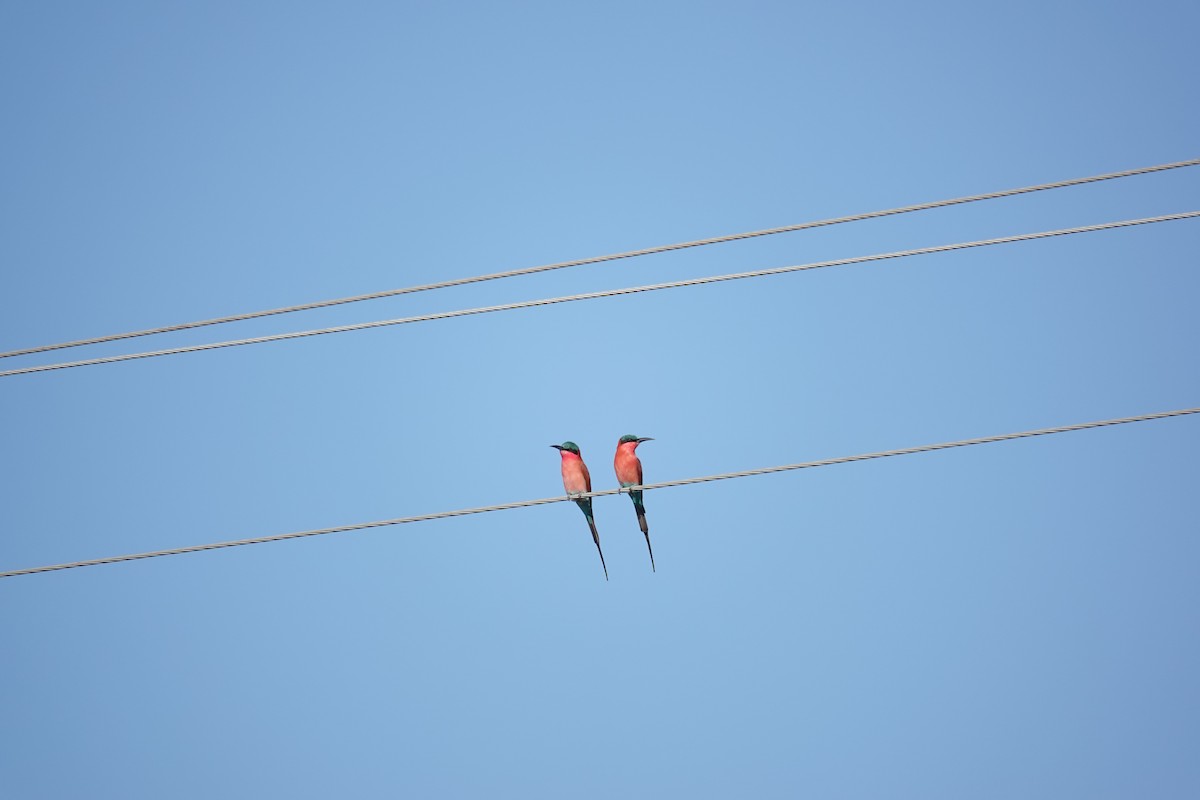 Southern Carmine Bee-eater - ML637407048