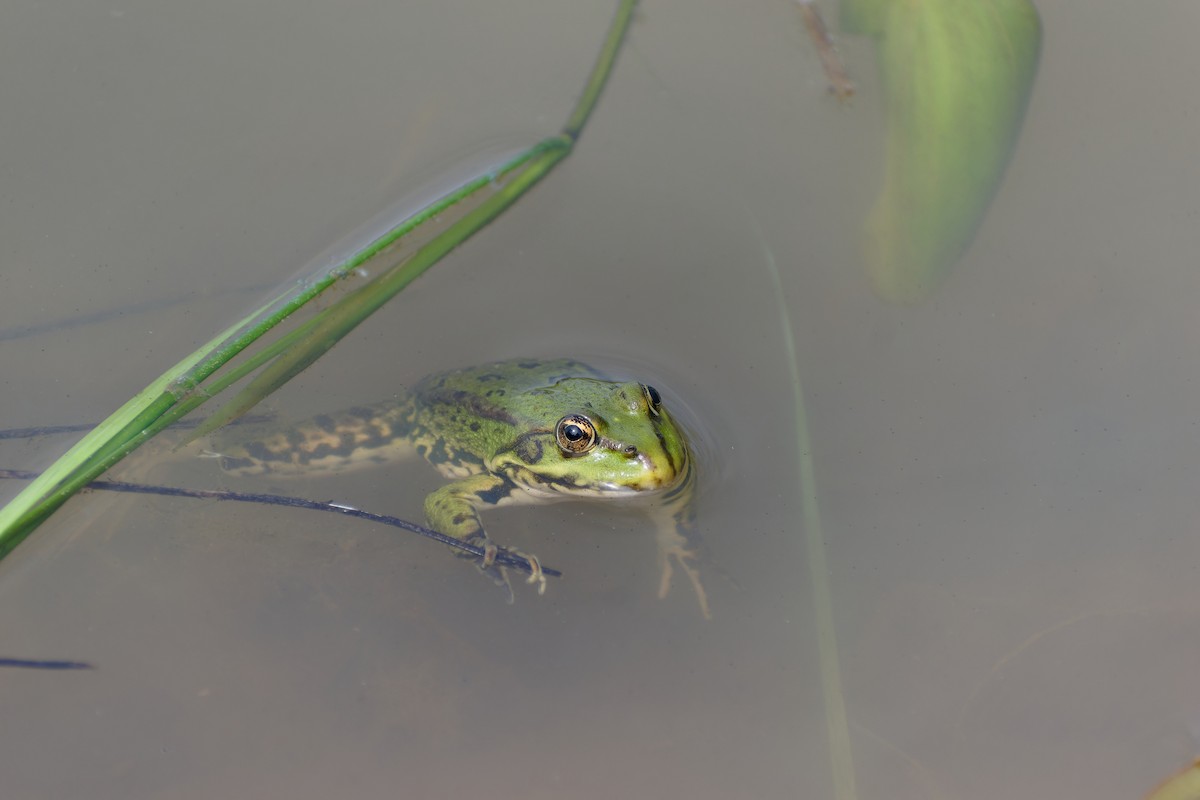 Marsh Frog - ML637407072