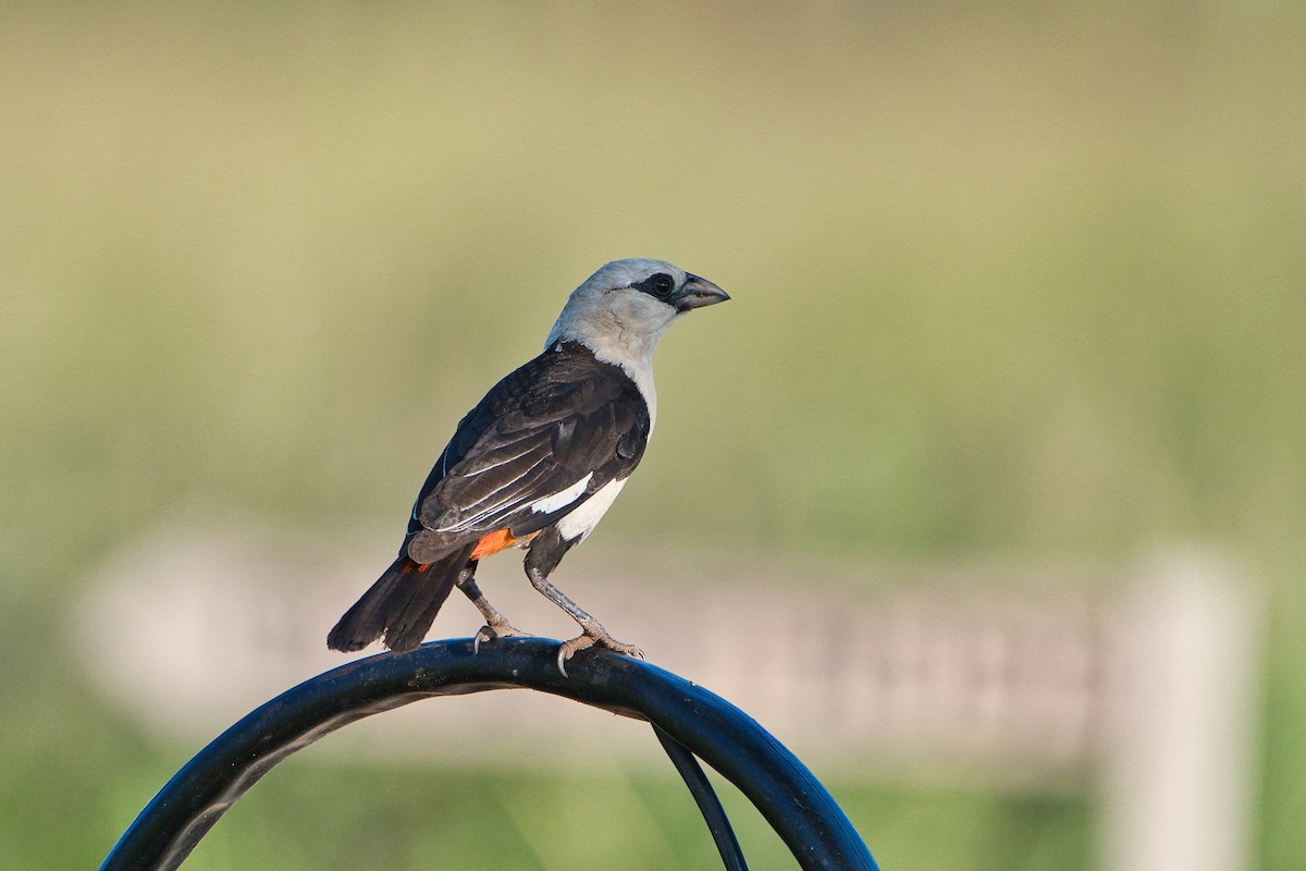 White-headed Buffalo-Weaver - ML637407112