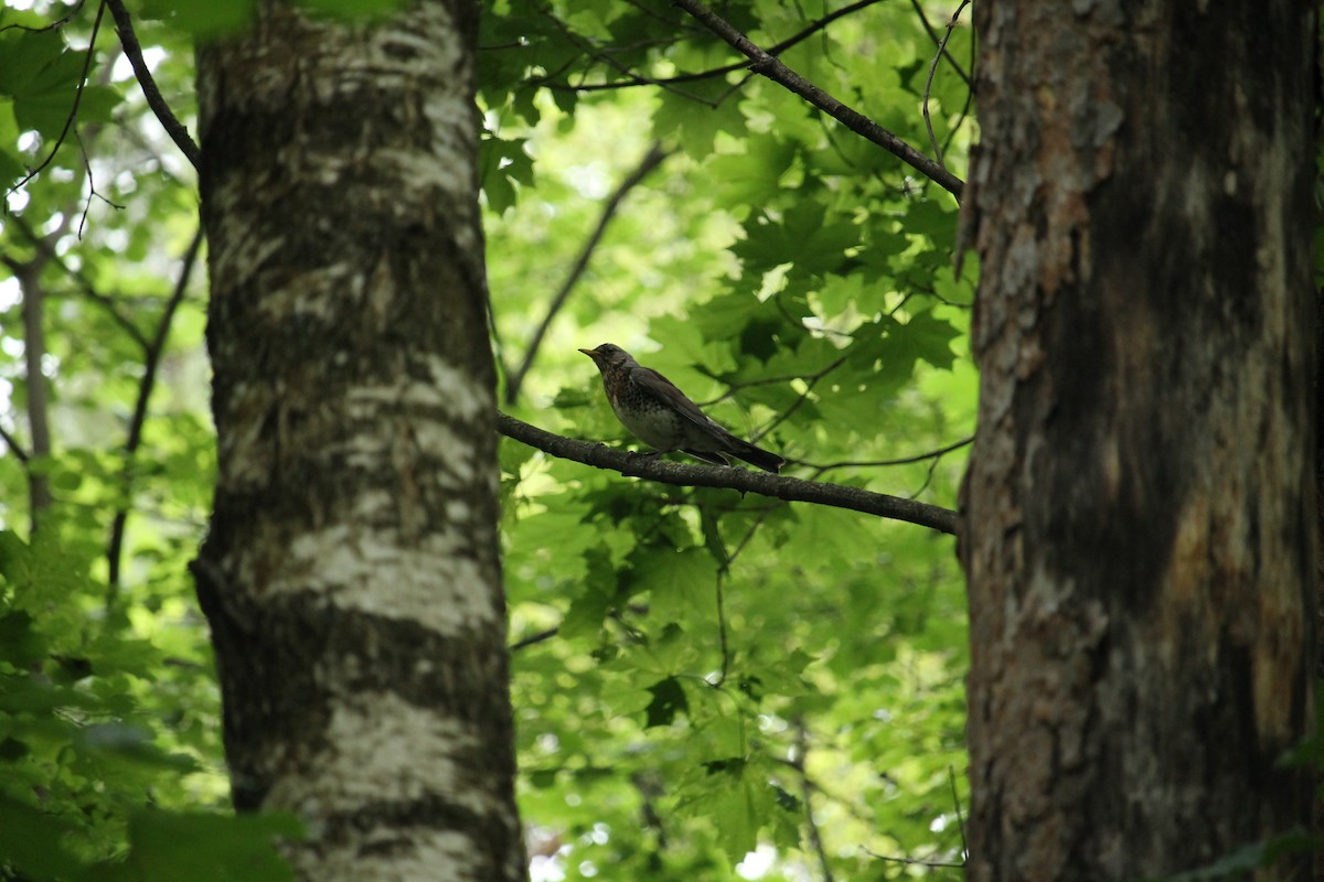 Fieldfare - ML637407113