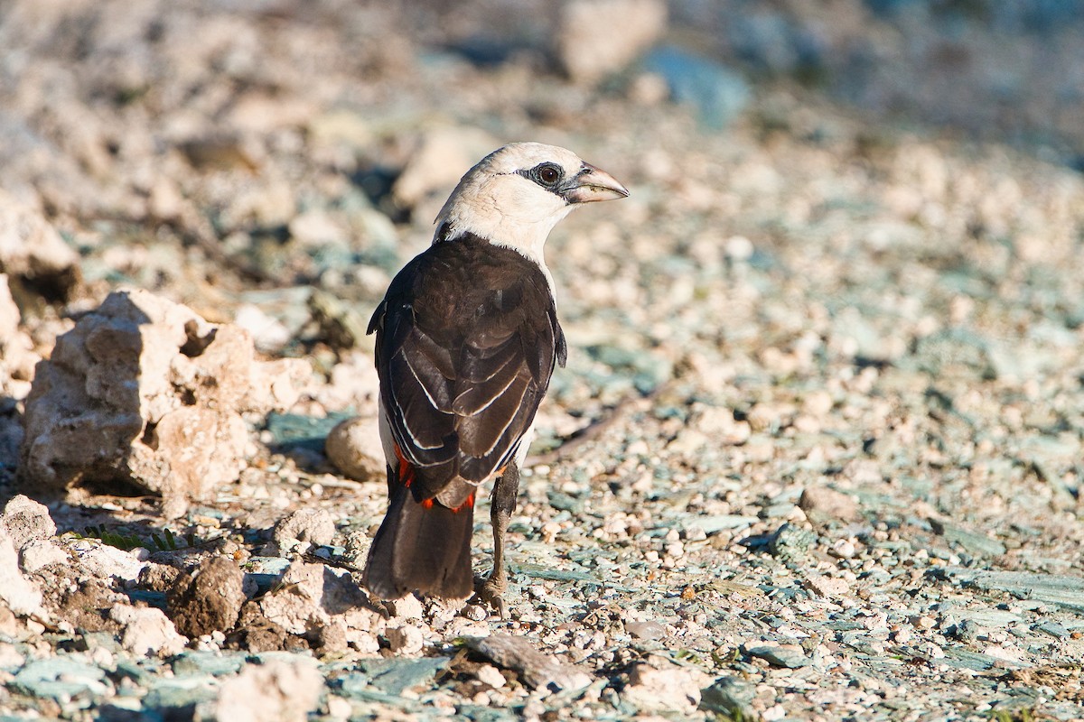 White-headed Buffalo-Weaver - ML637407116