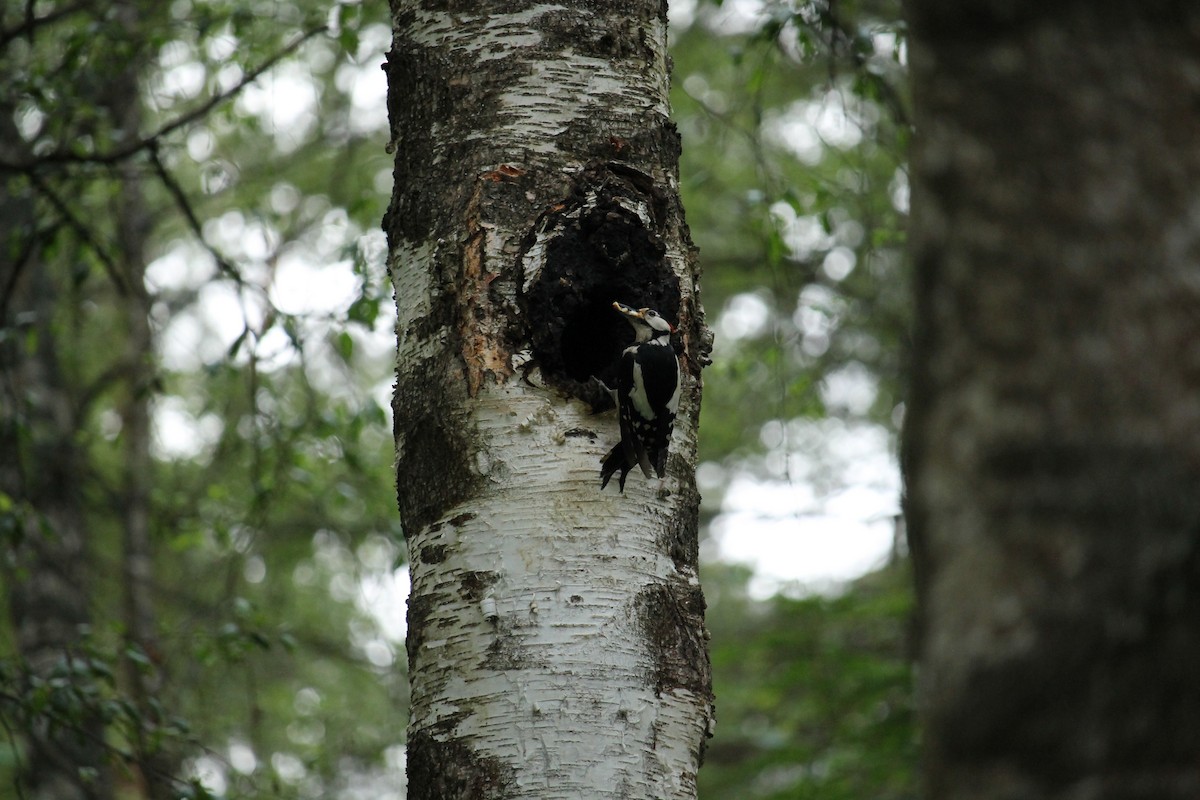 Great Spotted Woodpecker - ML637407174