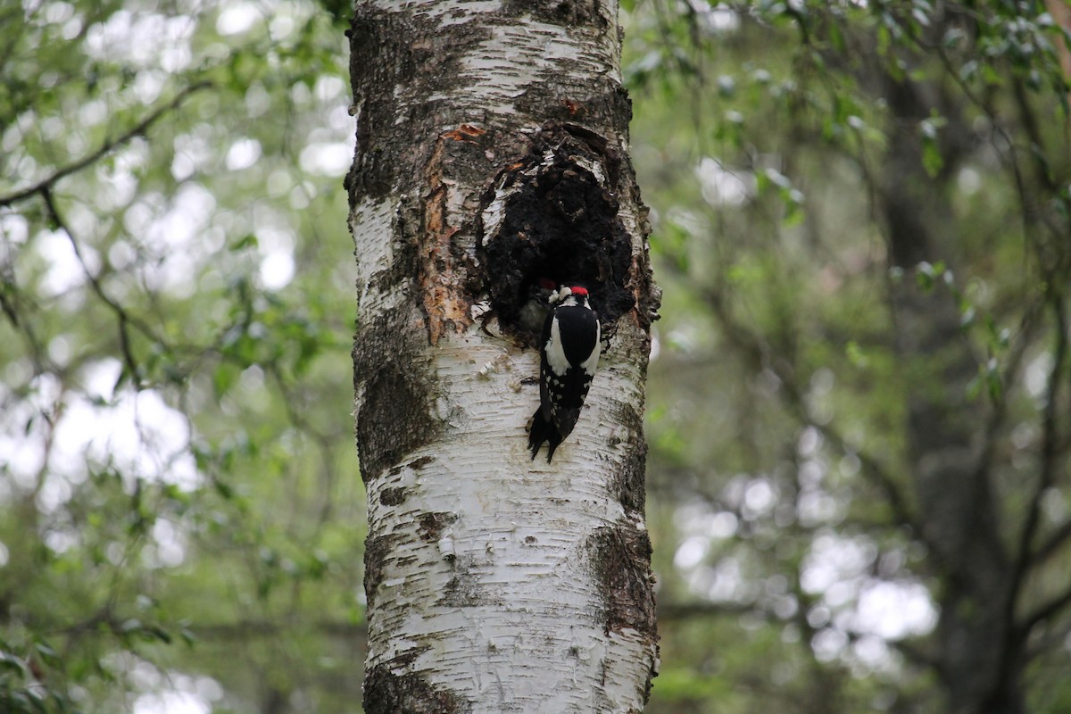 Great Spotted Woodpecker - ML637407175