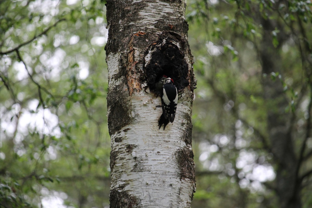 Great Spotted Woodpecker - ML637407176