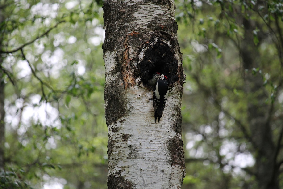 Great Spotted Woodpecker - ML637407177