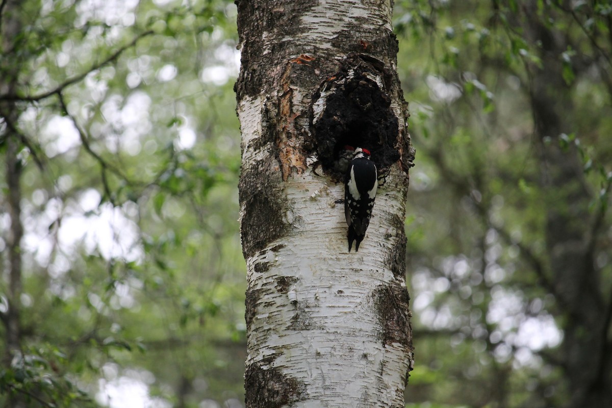 Great Spotted Woodpecker - ML637407178