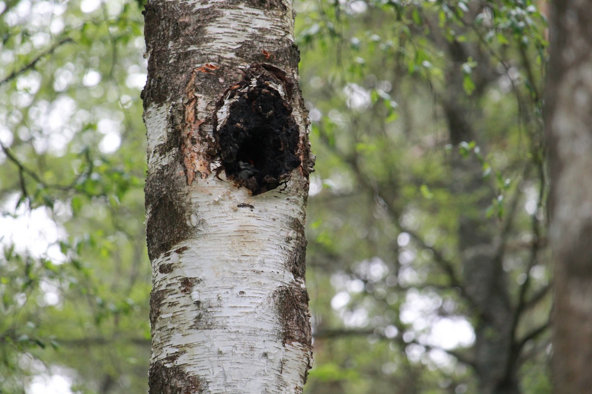 Great Spotted Woodpecker - ML637407179