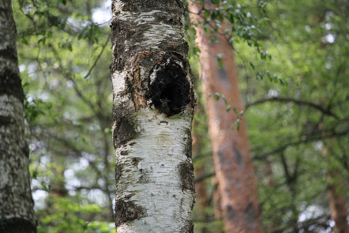 Great Spotted Woodpecker - ML637407180