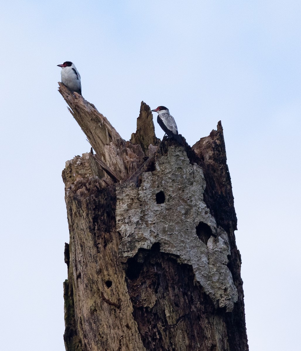 Black-tailed Tityra - ML637407195