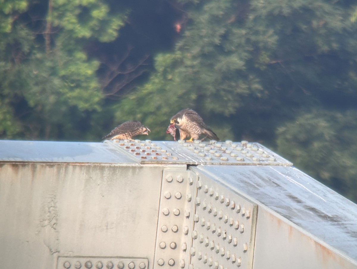 Wanderfalke - ML637407208