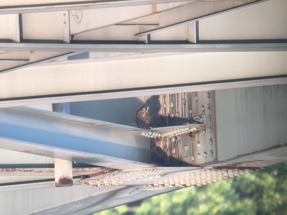 Wanderfalke - ML637407209