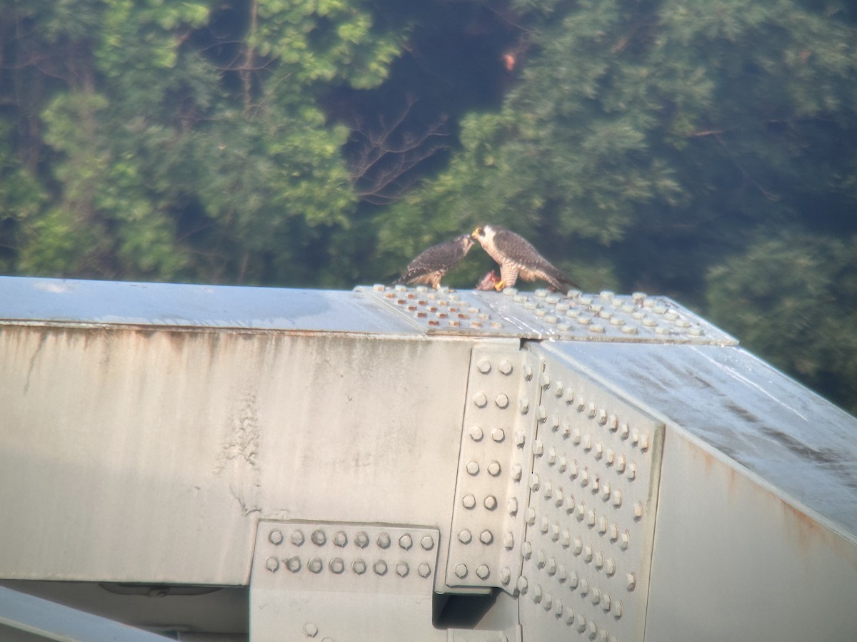 Wanderfalke - ML637407210