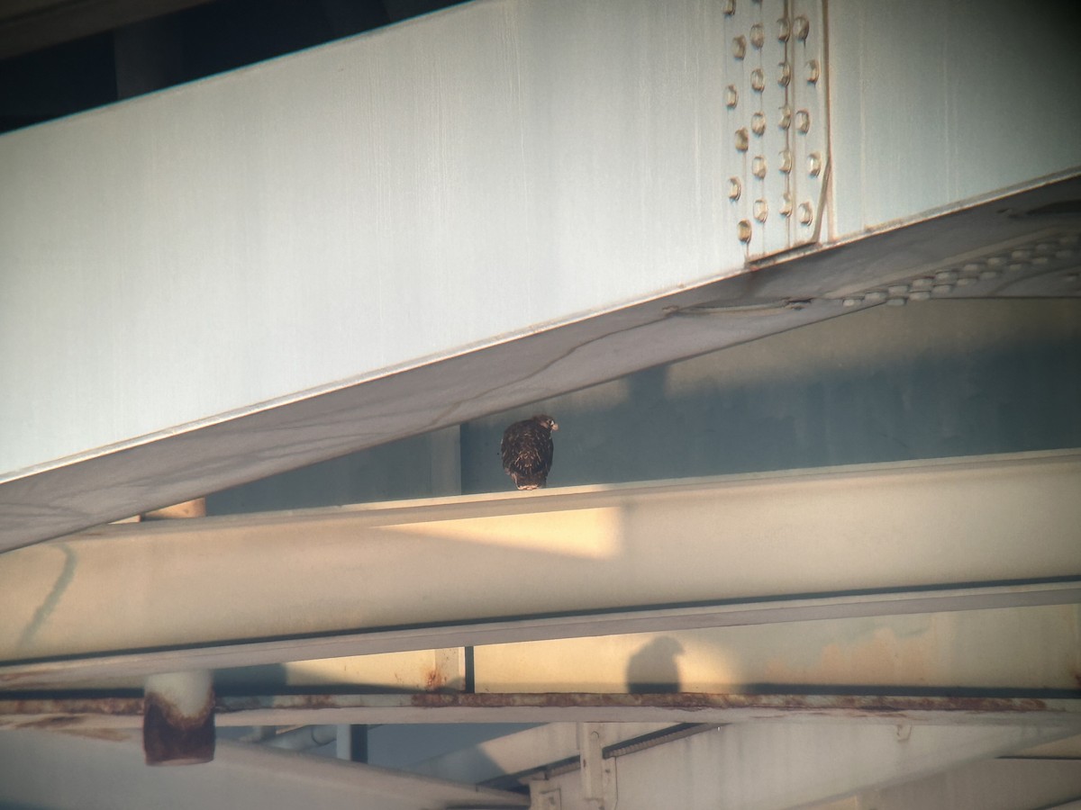 Wanderfalke - ML637407211