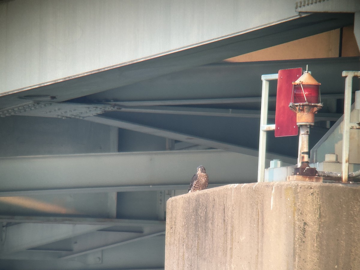 Wanderfalke - ML637407212