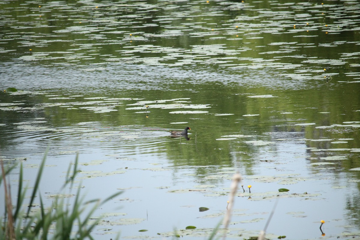 Eurasian Moorhen - ML637407218