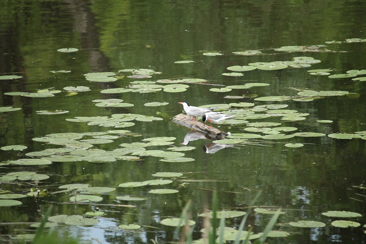 Common Tern - ML637407236
