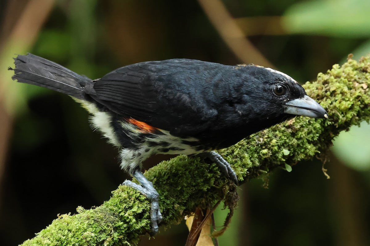 Spot-crowned Barbet - ML637407240