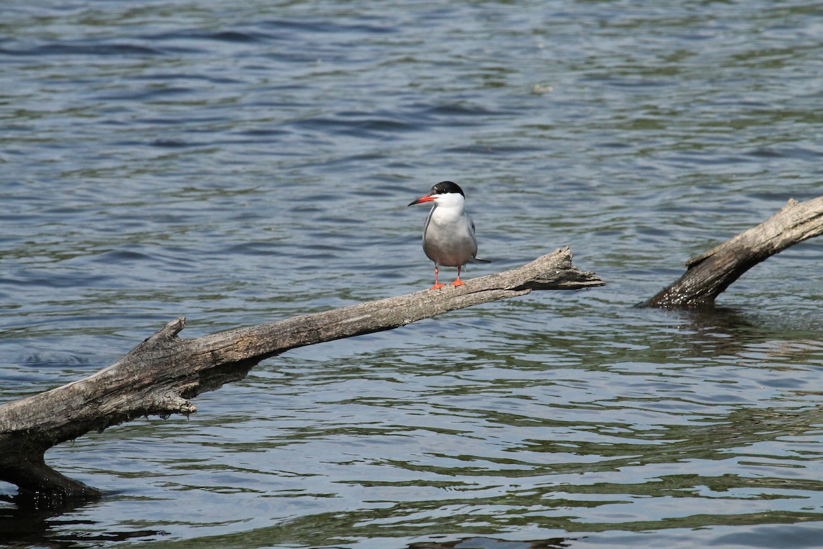 Common Tern - ML637407242