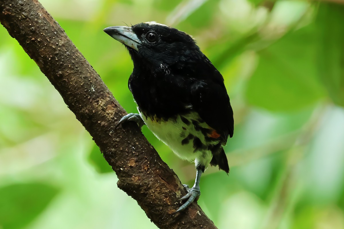 Spot-crowned Barbet - ML637407246