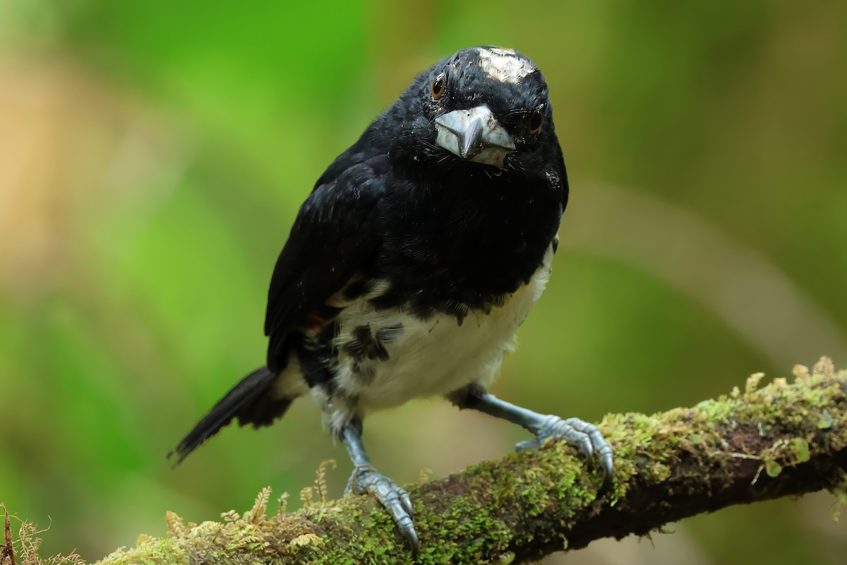 Spot-crowned Barbet - ML637407247