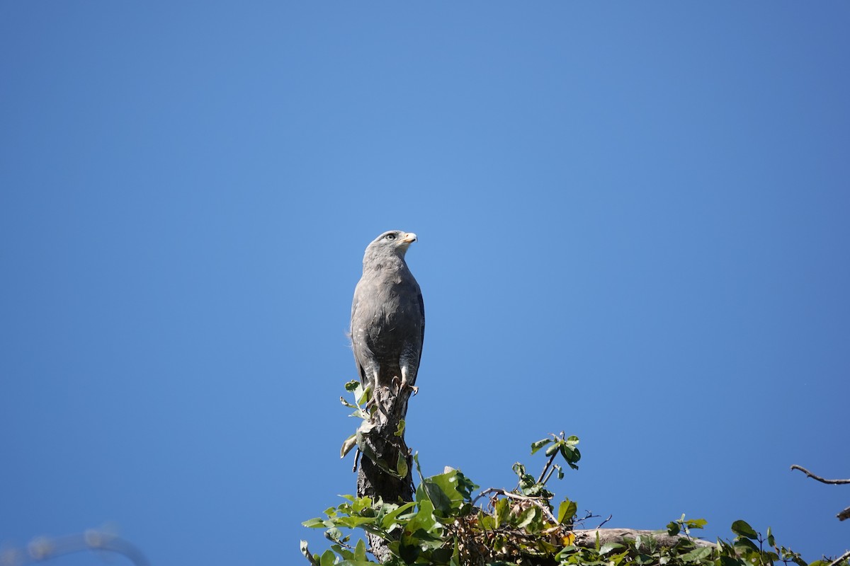 Western Banded Snake-Eagle - ML637407257