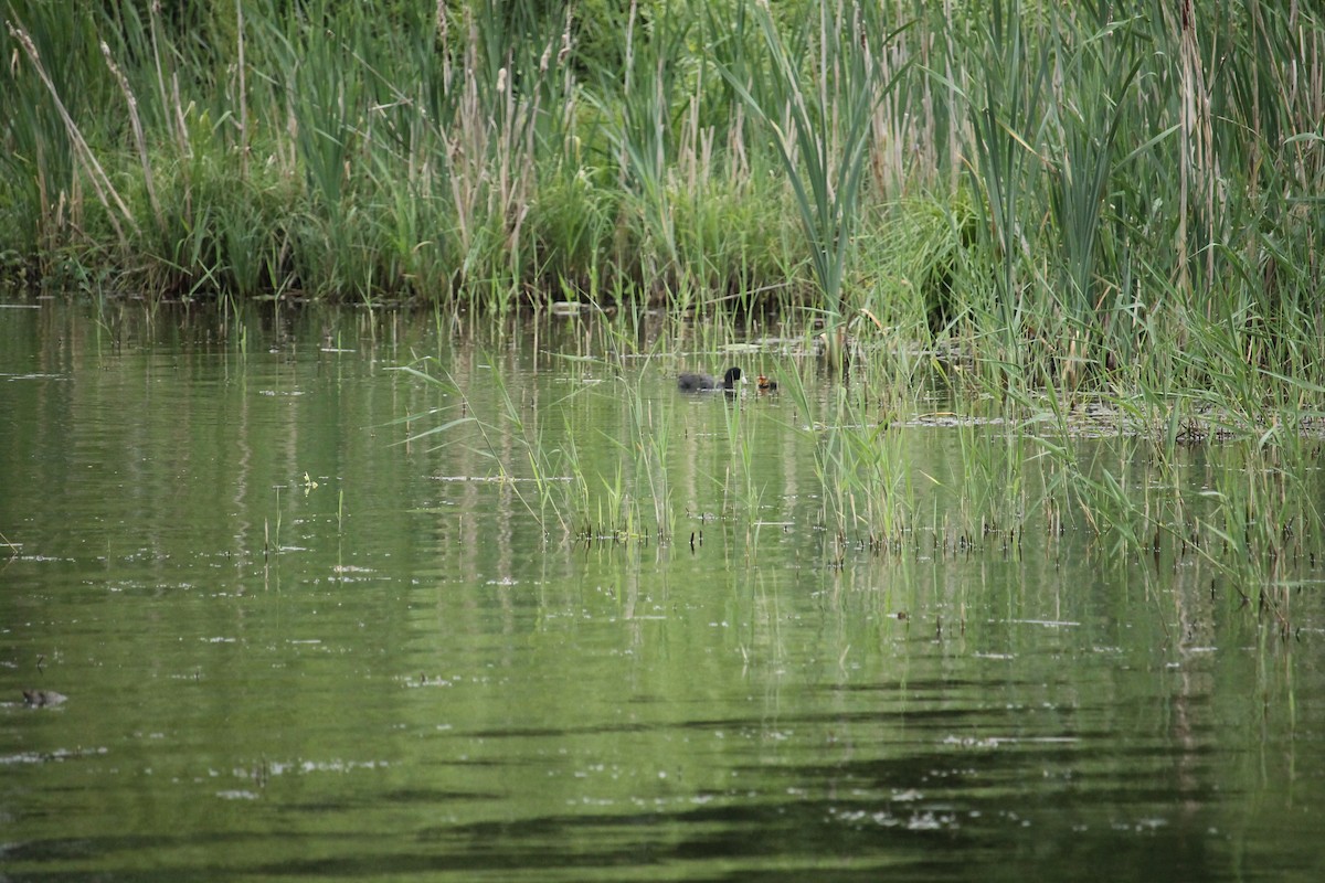 Eurasian Coot - ML637407273