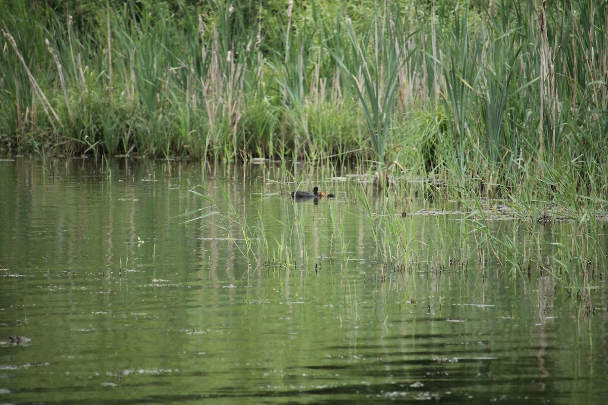 Eurasian Coot - ML637407274