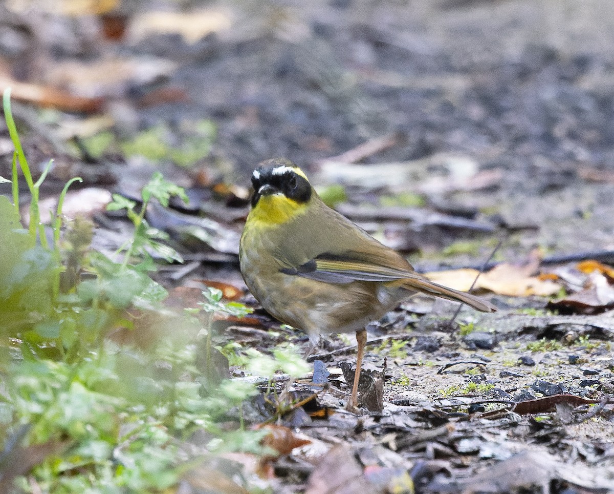 Yellow-throated Scrubwren - ML637407314