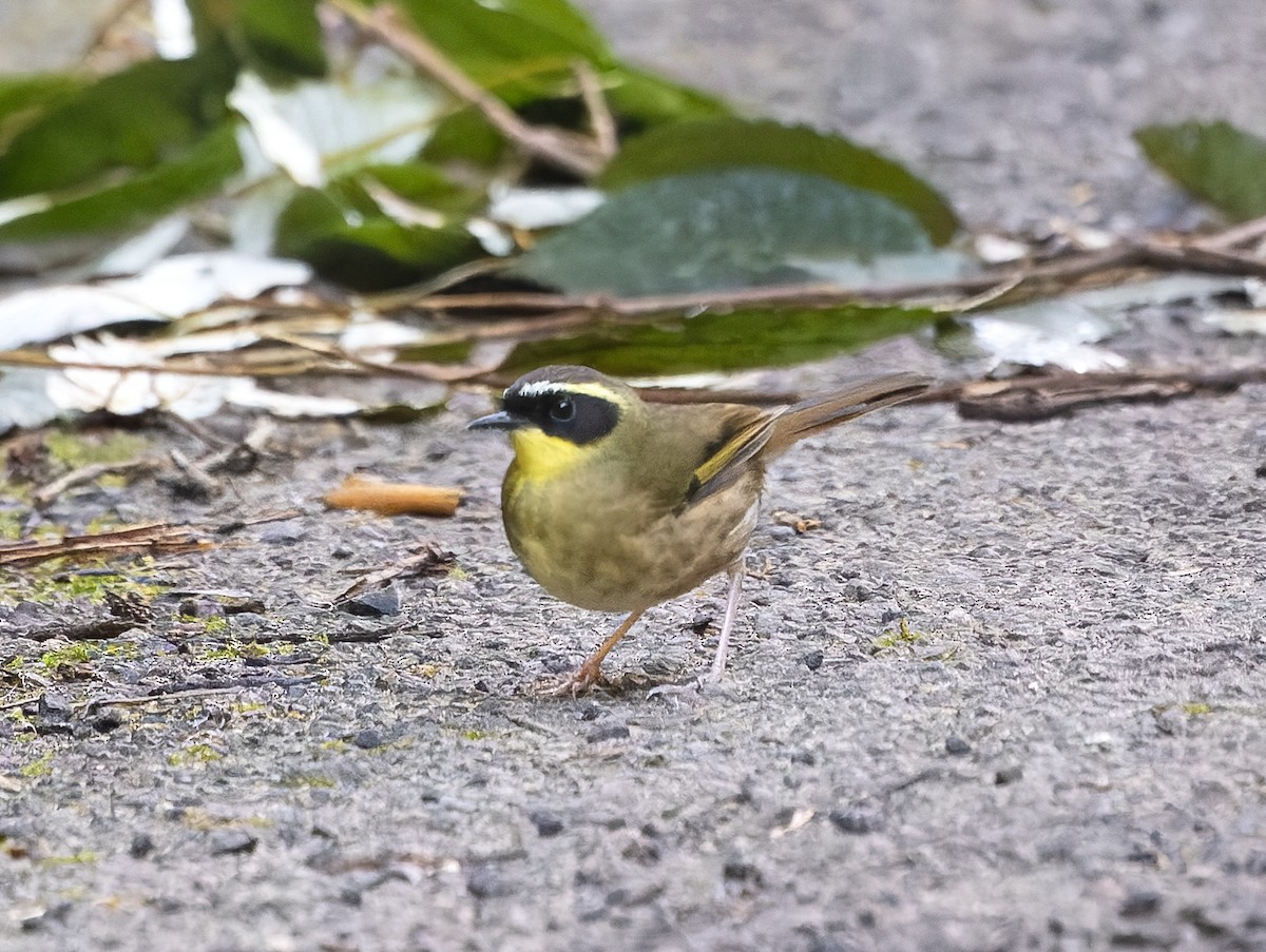 Yellow-throated Scrubwren - ML637407315