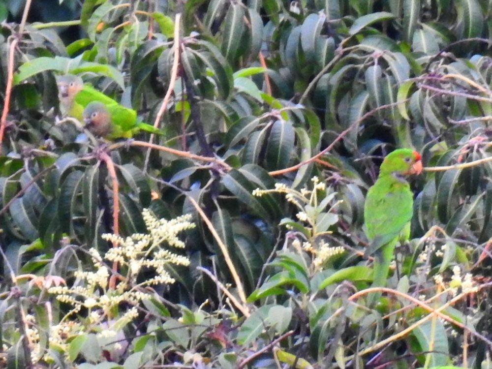 Scarlet-fronted Parakeet - ML637407347