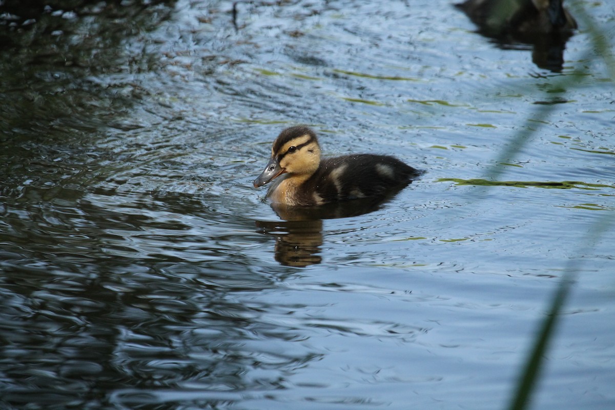 Mallard - ML637407370