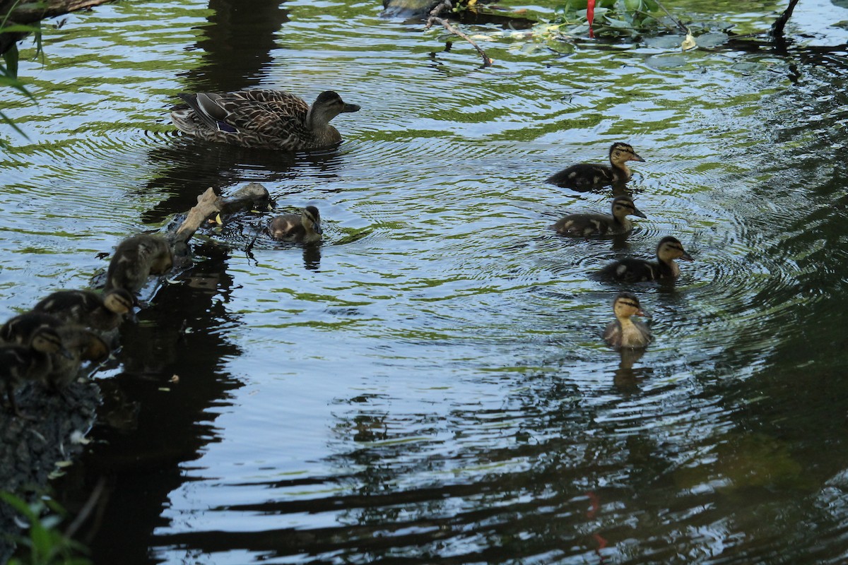 Mallard - ML637407371