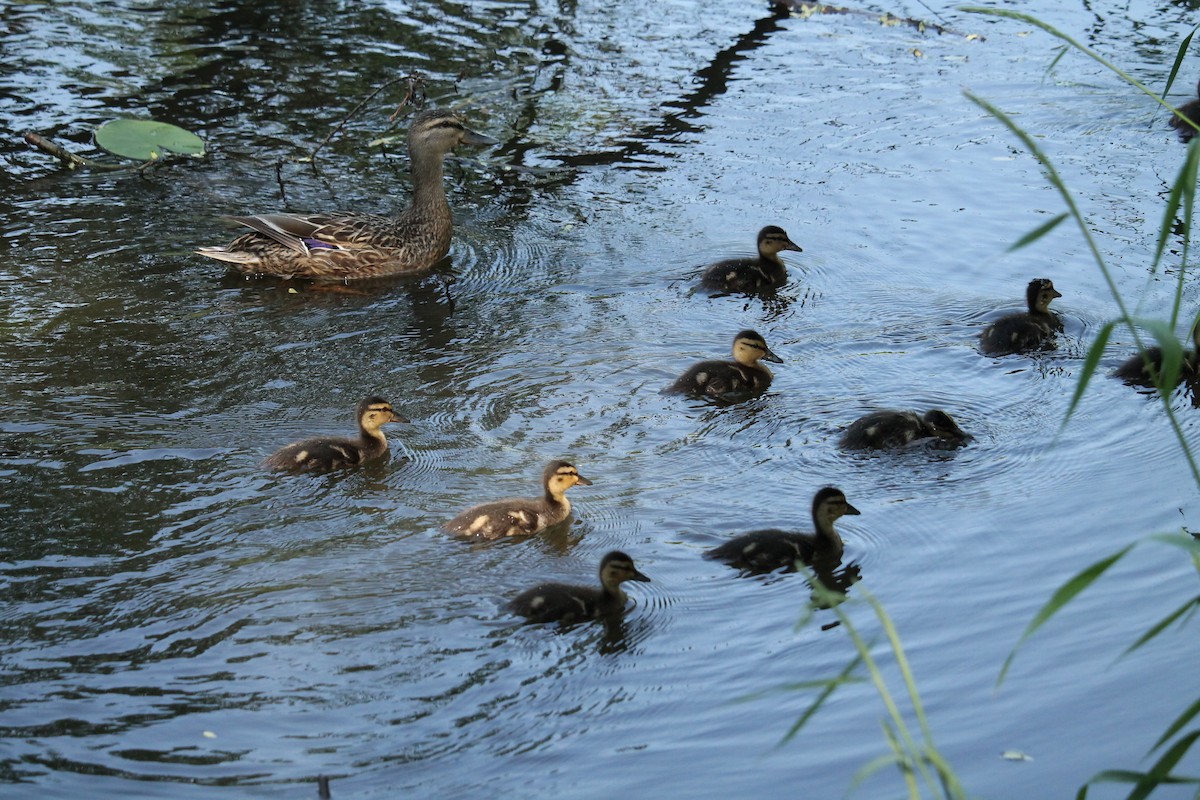 Mallard - ML637407372