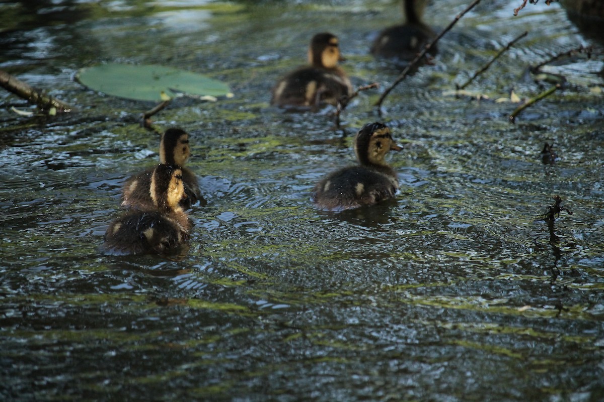 Mallard - ML637407373
