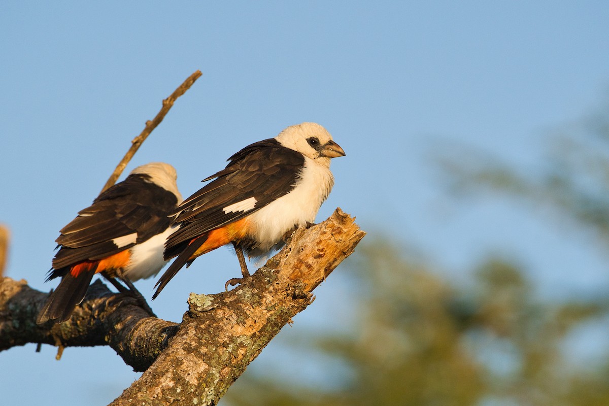 White-headed Buffalo-Weaver - ML637407377