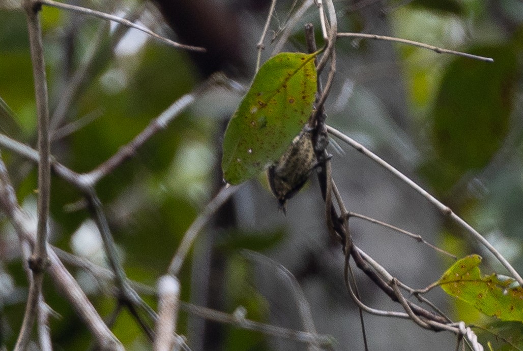 Bar-breasted Piculet - ML637407404