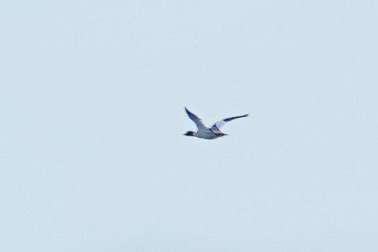 Common Merganser - ML637407460