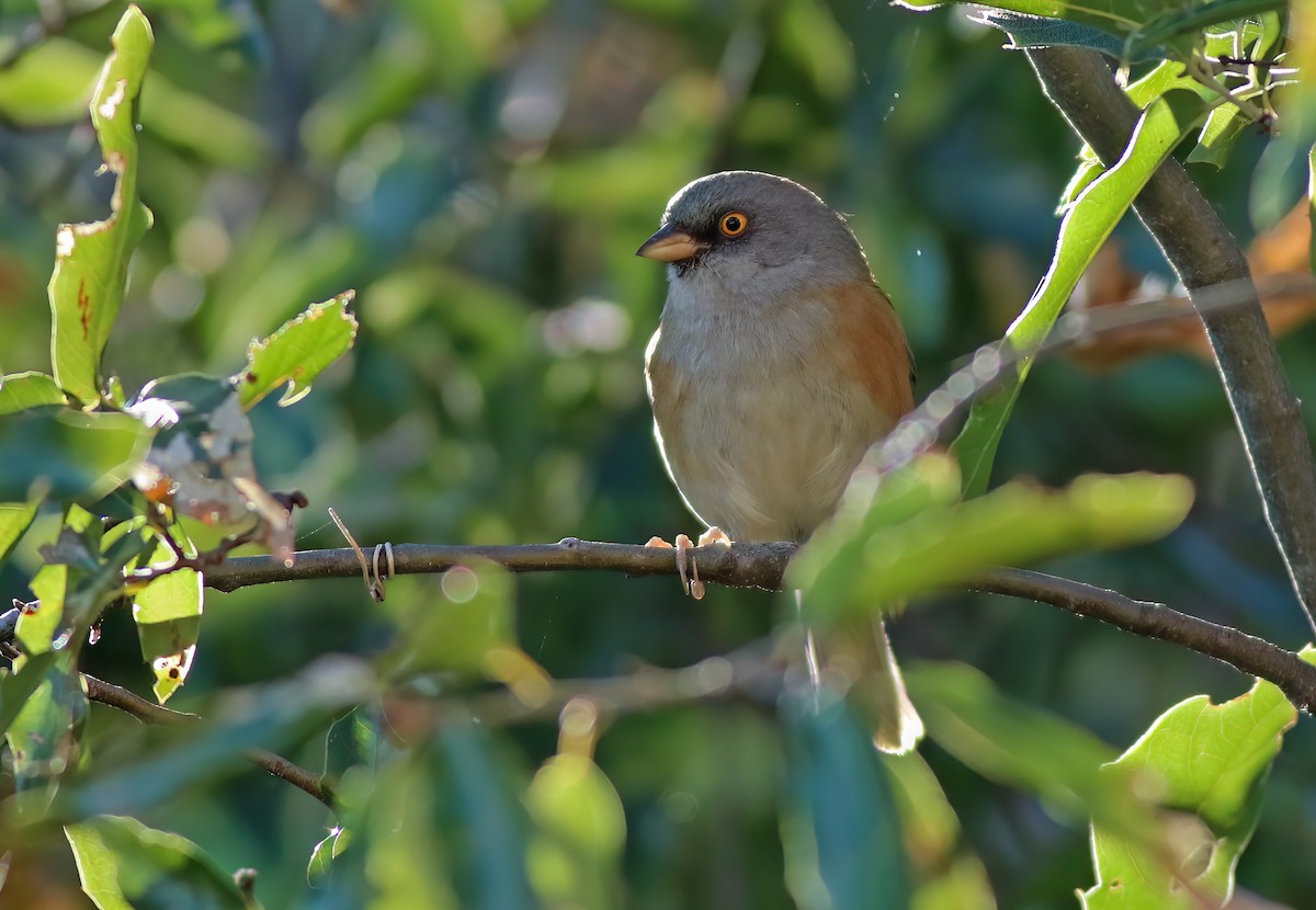Baird's Junco - ML637407483