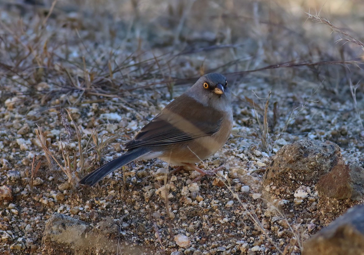 Baird's Junco - ML637407485