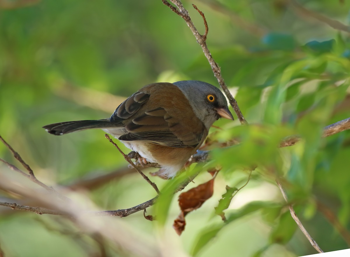 Baird's Junco - ML637407486