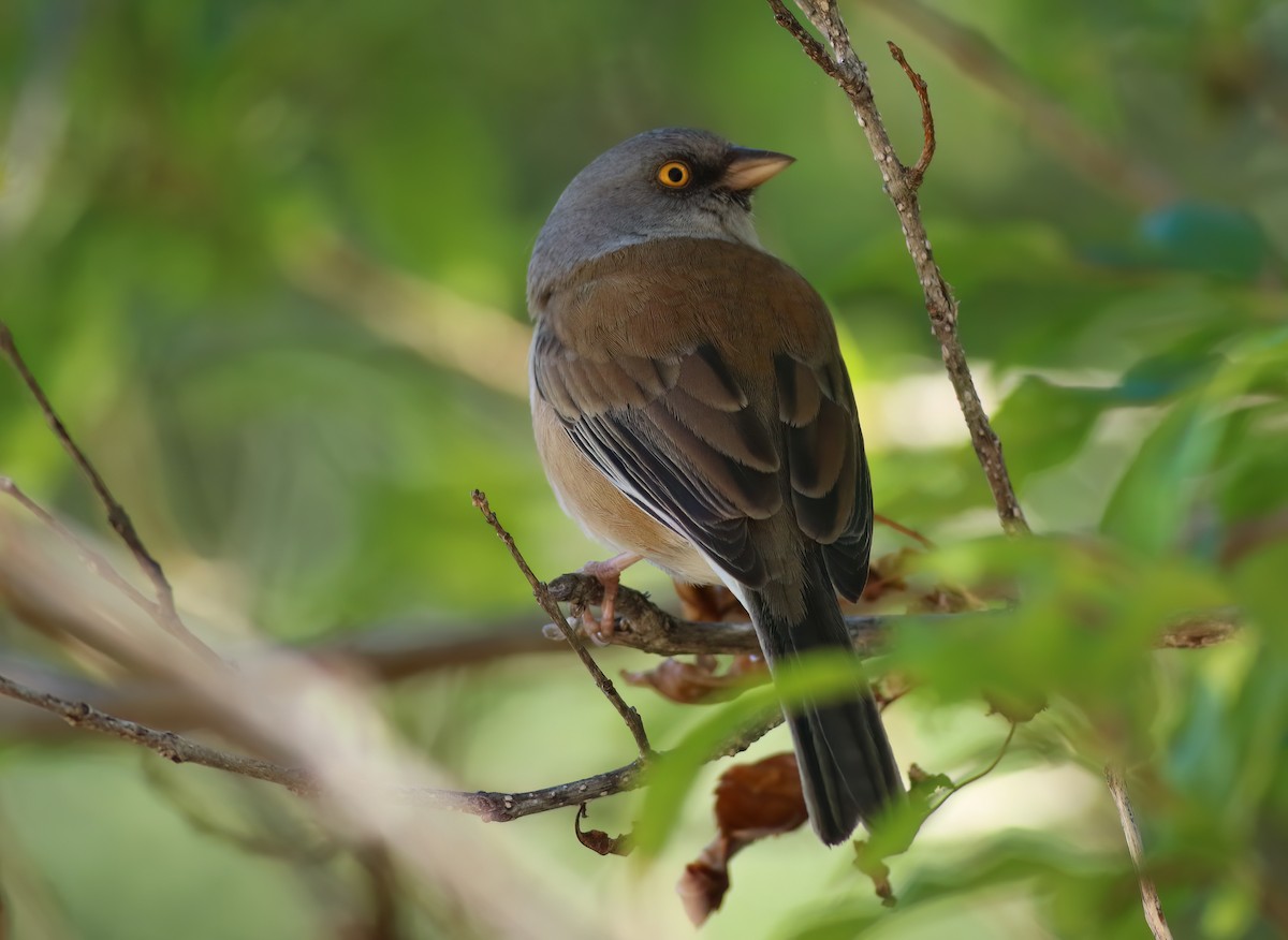 Baird's Junco - ML637407487
